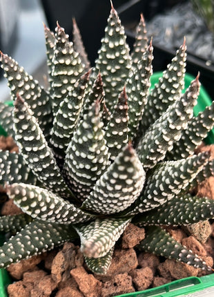 x Gasteraloe 'Royal Highness'
