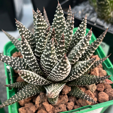 x Gasteraloe 'Königliche Hoheit'