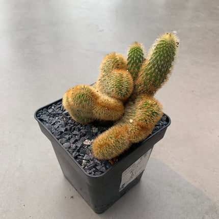 Vatricania guentheri cristata