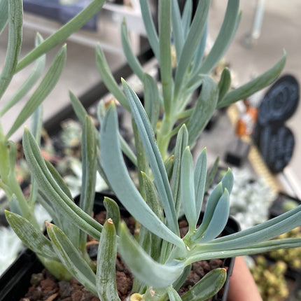 Senecio serpens
