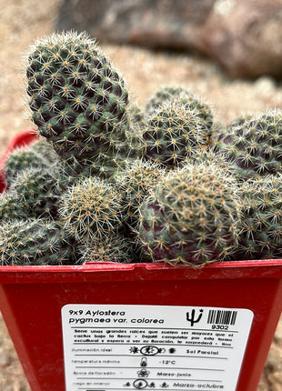 Aylostera pygmaea var. Farbe