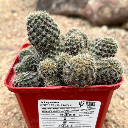 Aylostera pygmaea var. color