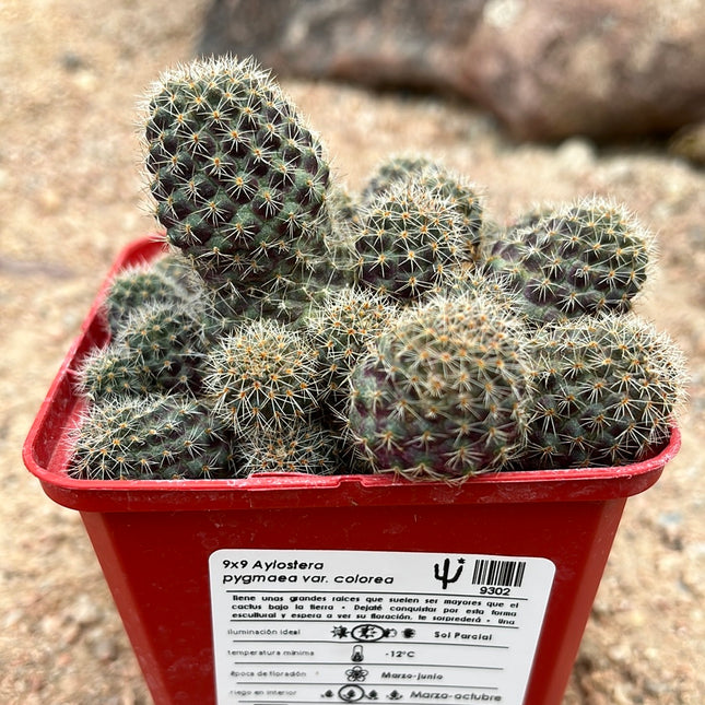 Aylostera pygmaea var. color