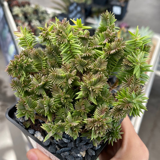 Crassula Pyramidalis x Congesta Minor