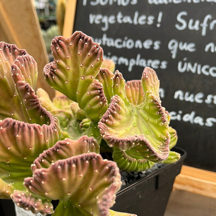 Stapelia leendertziae f. cristata