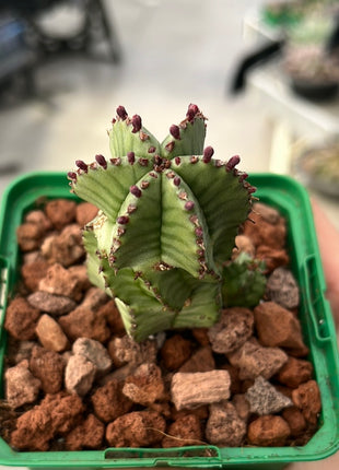 Euphorbia polygona var. anoply