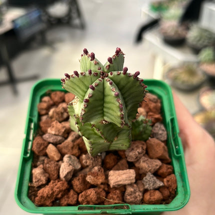 Euphorbia poligona var. anoply