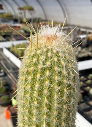 Espostoa melanostele subs. lullaby