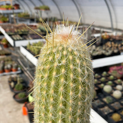 Espostoa melanostele subs. Wiegenlied