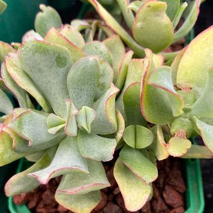 Crassula arborescens undulatifolia