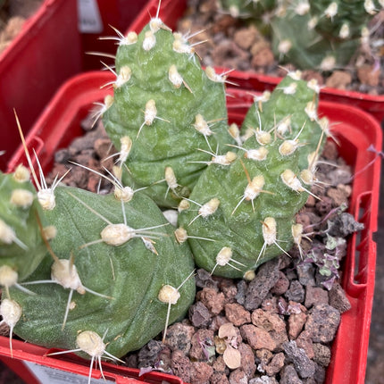 Cumulopuntia zehnderi