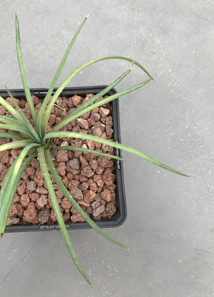 Agave Geminiflora