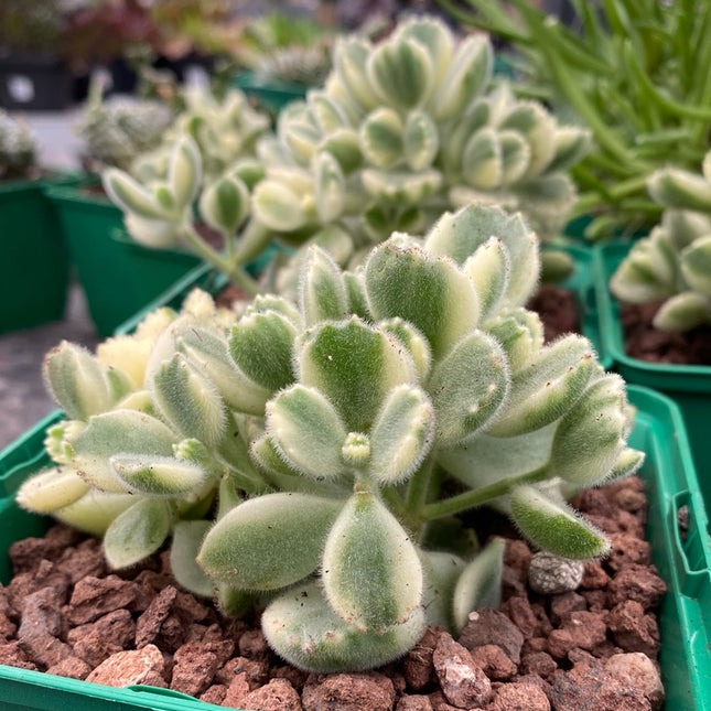 Cotyledon ladismithiensis variegated