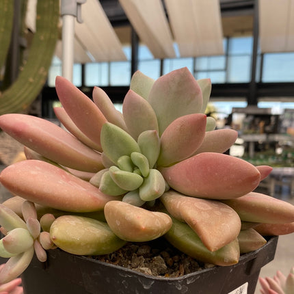 Pachyveria ‘Rossy Crow’