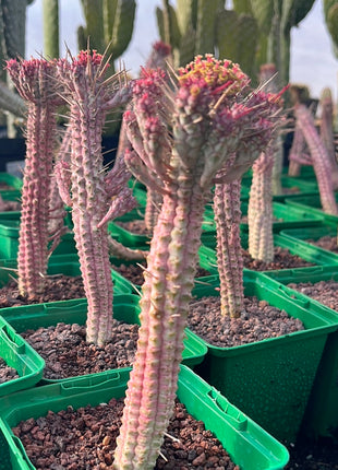 Euphorbia submammillaris variegata