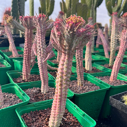 Euphorbia submammillaris variegata