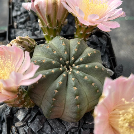 Echinocereus pulchellus