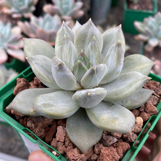 Pachyveria ‘Compassion’
