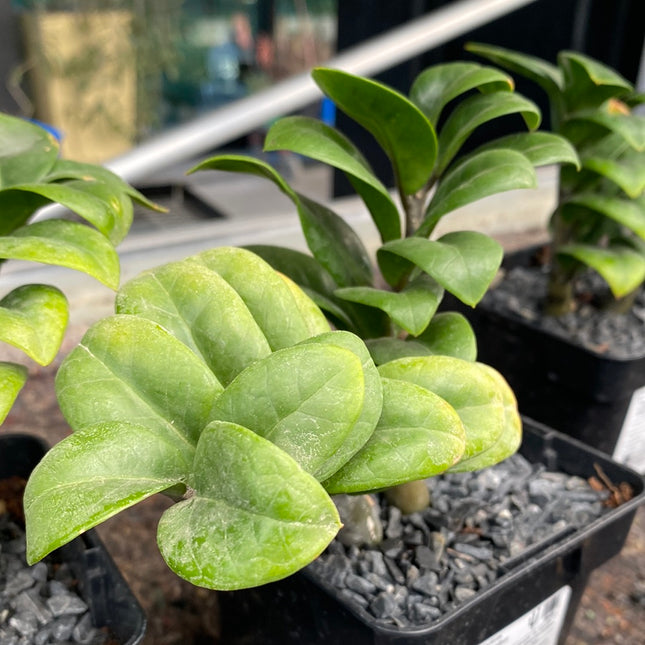 Zamioculca zamiifolia cv. Zanzibar Gem