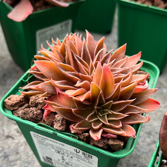 Echeveria lutea var. fuscata