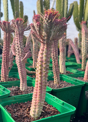 Euphorbia submammillaris variegata