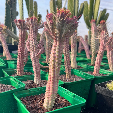 Euphorbia submammillaris variegata