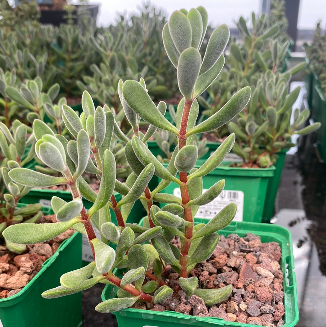 Crassula rogersii