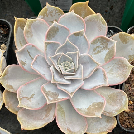 Echeveria lilacina