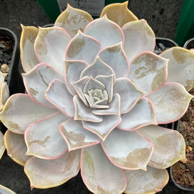 Echeveria lilacina