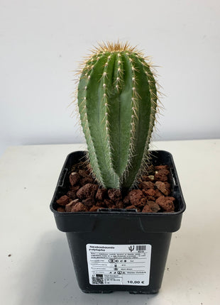 Neobuxbaumia polylopha