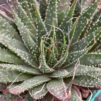 Aristaloe aristata