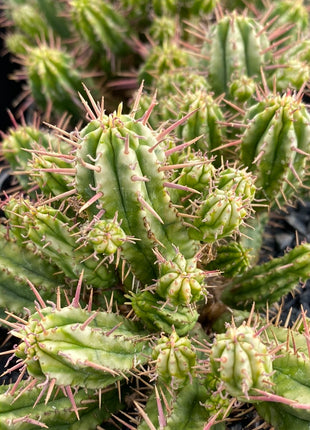 Euphorbia aggregata f. variegata