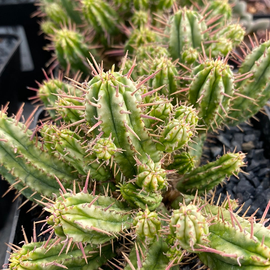 Variegated Euphorbia aggregata