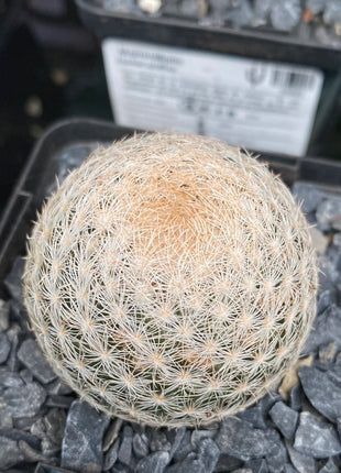 Mammillaria lasiacantha var. nackt