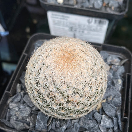 Mammillaria lasiacantha