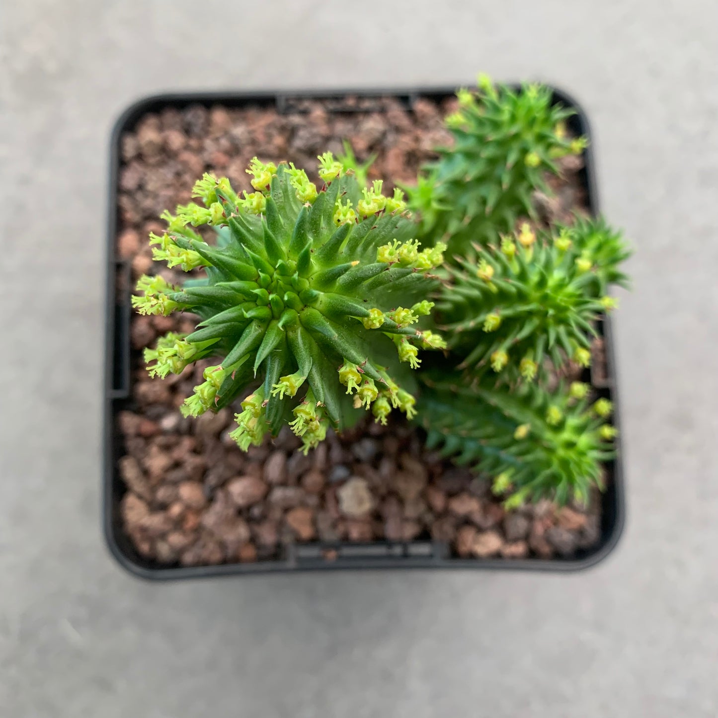 Euphorbia obesa x suzannae