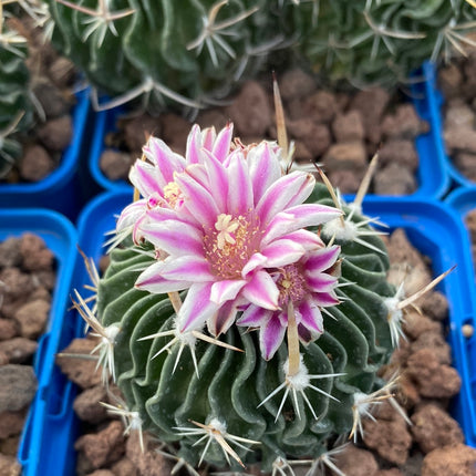 Echinofossulocactus crispatus
