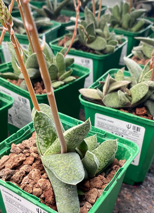 Gasteria camillae
