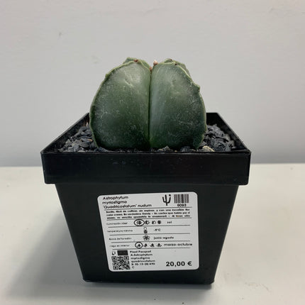 Astrophytum myriostigma 'Quadricostatum' nackt