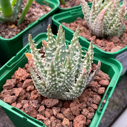 Aloe humilis