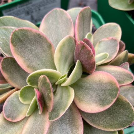 Crassula Money Maker f. variegate