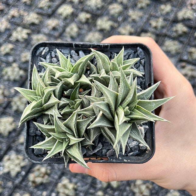 Astroloba spiralis ssp. foliolosa ‘pentagona’