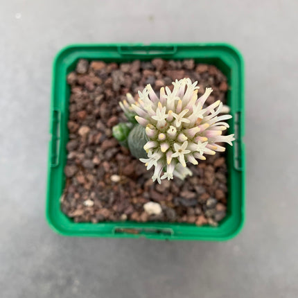 Crassula barcklyi