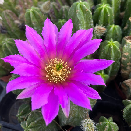 Echinocereus pentalophus