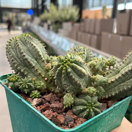 Euphorbia infausta