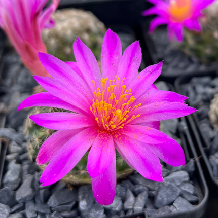 Mammillaria dodsonii