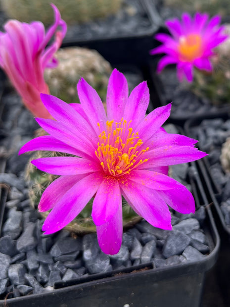 Mammillaria dodsonii