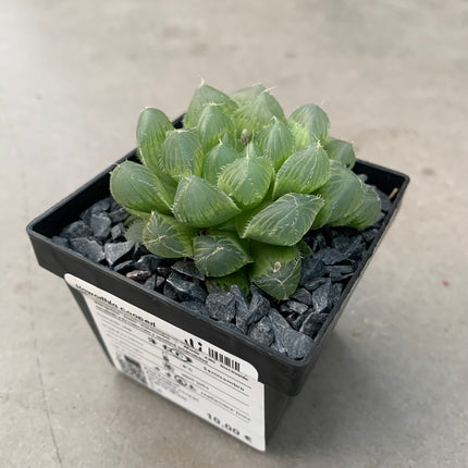 Haworthia cooperi var. dielsiana