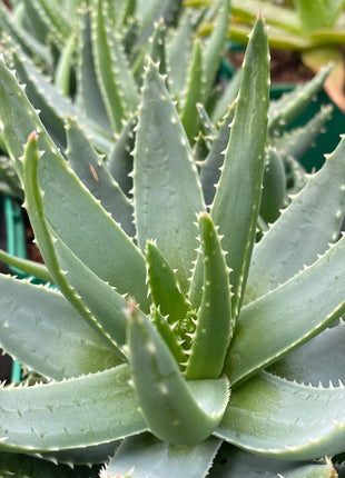 Aloe brevifolia