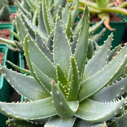Aloe brevifolia